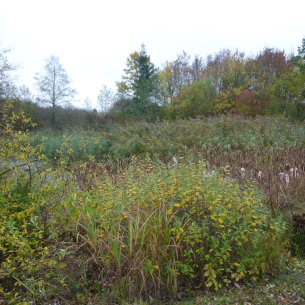 20151024 sanierung krebslache 43 327c157a