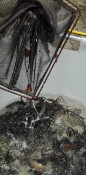 20151113 herbstbesatz 1 7b96c1b7