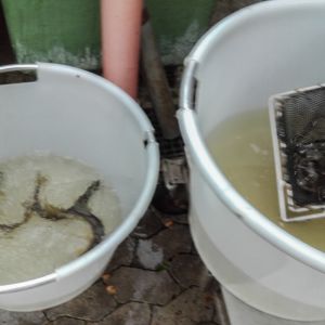 20151113 herbstbesatz 10 f5458894