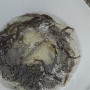 20151113 herbstbesatz 12 c724f288