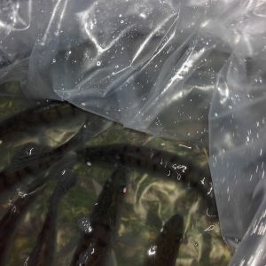 20151113 herbstbesatz 14 b56366d2