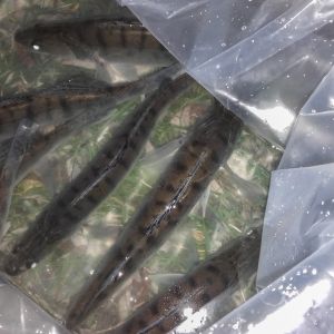 20151113 herbstbesatz 15 bae561af