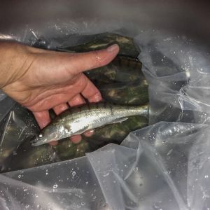 20151113 herbstbesatz 16 a2e1144a