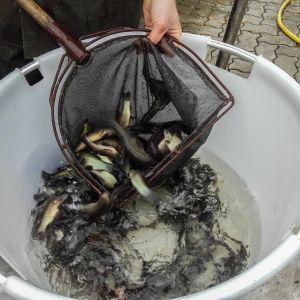 20151113 herbstbesatz 3 321b1c91