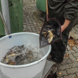 20151113 herbstbesatz 7 129e3a68