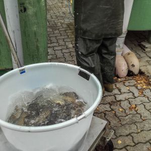 20151113 herbstbesatz 8 10bc7f11