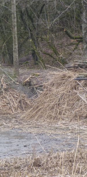 20160130 arbeitseinsatz sanierung krebslache 12 63d05acc