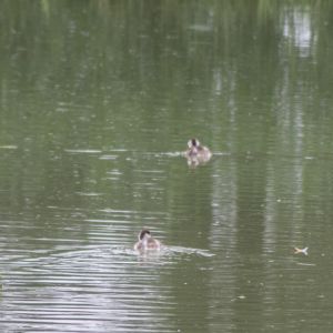 20160605 angeln jagst abschlussfest sanierung krebslache 3 76621838