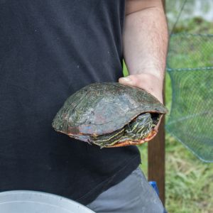20160605 angeln jagst abschlussfest sanierung krebslache 7 7d14080f