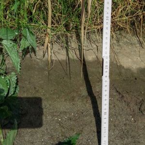 Jagstpegelabsenkungen 2016-2017