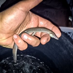 20161026 aalbesatzmassnahme jagst 5 375ad649