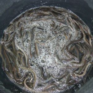 20161026 aalbesatzmassnahme jagst 6 45926288