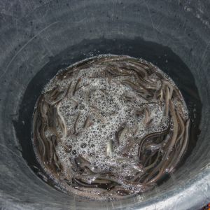 Aalbesatzmassnahme 26.10.2016