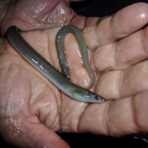 20161026 aalbesatzmassnahme jagst 8 29948077