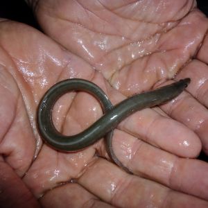 20161026 aalbesatzmassnahme jagst 9 e7efc34e