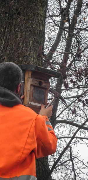 20190202 nistkastensanierung 1 6271256a