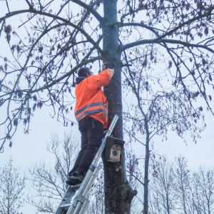 20190202 nistkastensanierung 6 47ad84e0