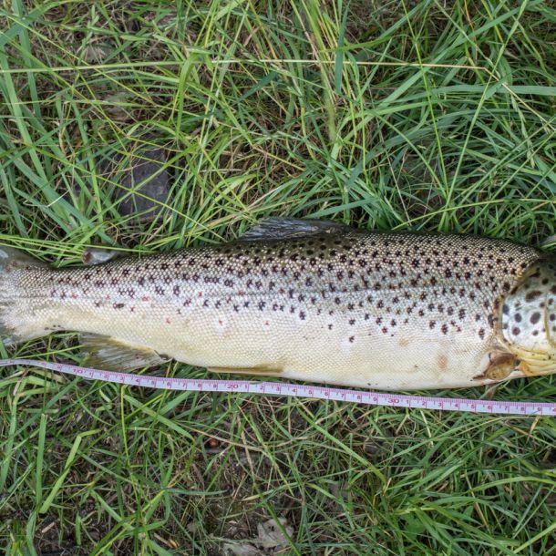 20190622 angelausflug donau kelheim 1 bf400021