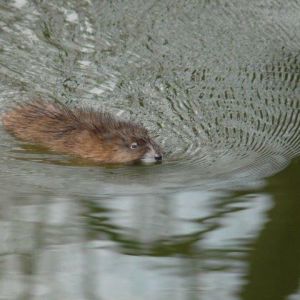          naturbilder 82 bbca2601