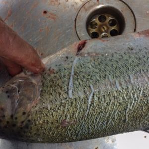 Kormoranschaden Forellen Tiefensee