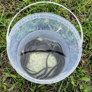 20220924 aalbesatz jagst b885830c