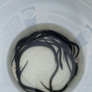 20220924 aalbesatz jagst e28896b0