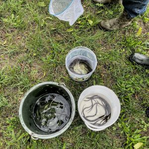 20220924 aalbesatz jagst 0004c17878d