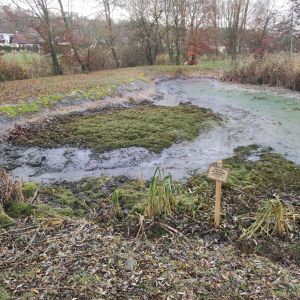 20251115 dorfseeablassen 016f177c