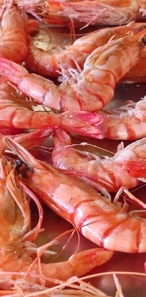 20251025 fischessen 2025 050fd2641b